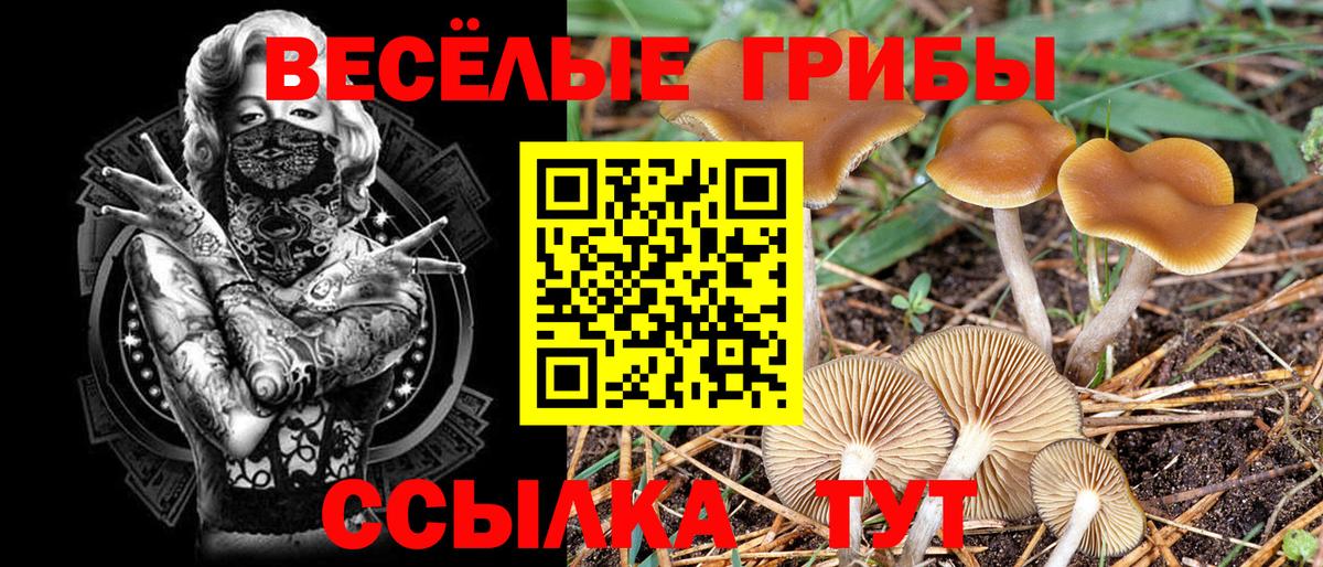 Псилоцибиновые грибы Psilocybine cubensis Михайловка